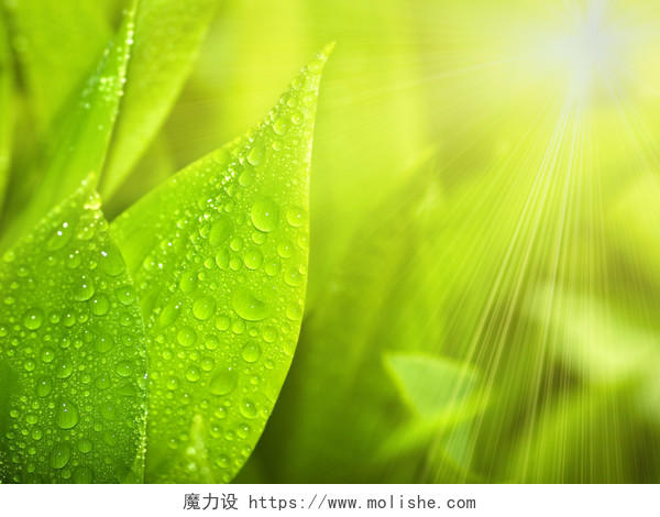 绿色清新植物叶子阳光照射下的带清晨露水水珠的绿叶